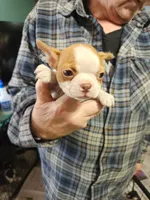 Wanda's fawn girl, a female Boston Terrier for sale in Peotone, IL – 3 of 10