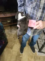 Finny's brindle girl #1, a female Boston Terrier for sale in Peotone, IL – 6 of 6