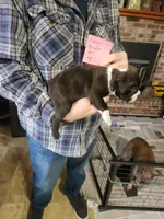 Finny's brindle girl #1, a female Boston Terrier for sale in Peotone, IL – 5 of 6