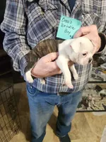 Oreo's golden brindle boy #3, a male Boston Terrier for sale in Peotone, IL – 6 of 6