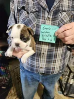 Oreo's golden brindle boy #2, a male Boston Terrier for sale in Peotone, IL – 5 of 7