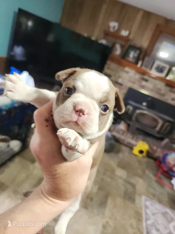 Sprinkles red girl – Boston Terrier puppy for sale in Peotone, IL