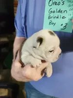 Oreo's golden brindle boy #3, a male Boston Terrier for sale in Peotone, IL – 7 of 7