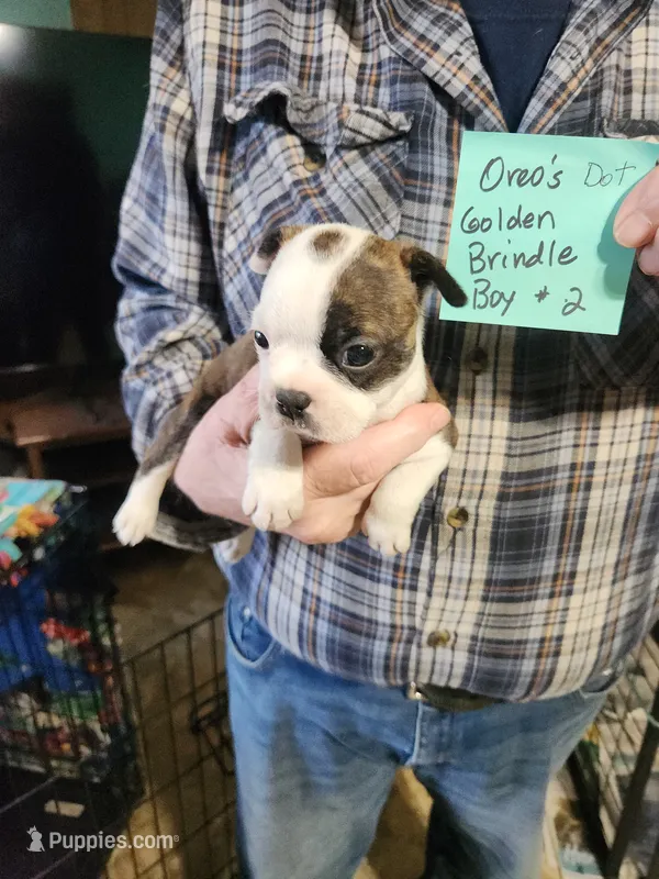 Oreo's golden brindle boy #2 – Boston Terrier puppy for sale in Peotone, IL