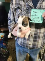 Oreo's golden brindle boy #2, a male Boston Terrier for sale in Peotone, IL – 1 of 7