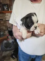 Sprinkles black boy, a male Boston Terrier for sale in Peotone, IL – 6 of 9