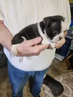 Sprinkles black boy, a male Boston Terrier for sale in Peotone, IL – 3 of 9