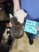 Oreo's brindle boy #4, a male Boston Terrier for sale in Peotone, IL – 5 of 5