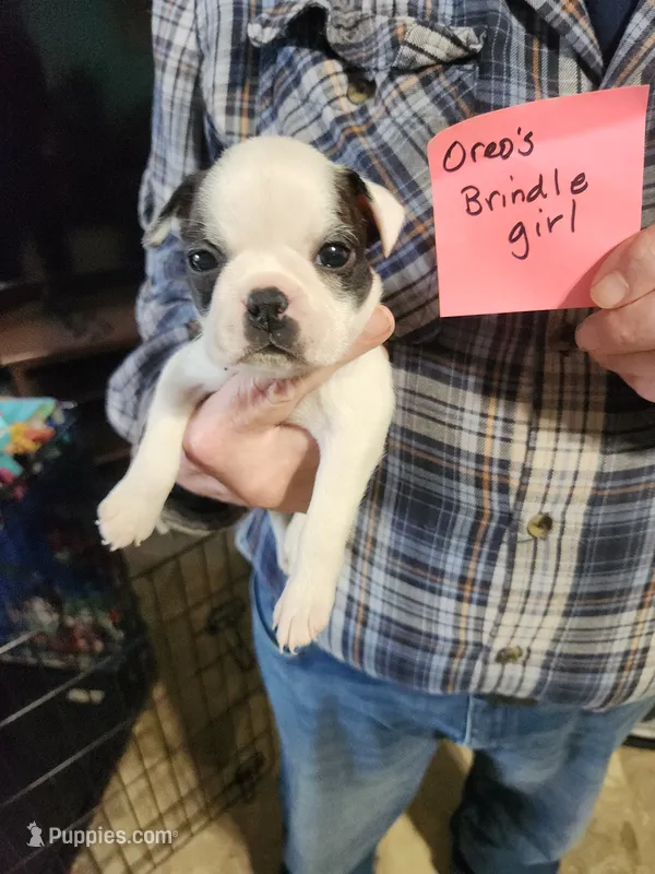 Oreo's brindle girl – Boston Terrier puppy for sale in Peotone, IL