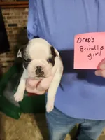 Oreo's brindle girl, a female Boston Terrier for sale in Peotone, IL – 1 of 10