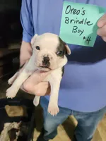 Oreo's brindle boy #4, a male Boston Terrier for sale in Peotone, IL – 4 of 5