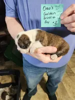 Oreo's golden brindle boy #3, a male Boston Terrier for sale in Peotone, IL – 6 of 7