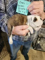 Oreo's golden brindle boy #2, a male Boston Terrier for sale in Peotone, IL – 4 of 7