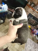 Sprinkles black boy, a male Boston Terrier for sale in Peotone, IL – 4 of 7