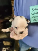 Oreo's golden brindle boy #2, a male Boston Terrier for sale in Peotone, IL – 4 of 10