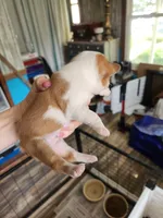 Wanda's splash fawn girl , a female Boston Terrier for sale in Peotone, IL – 7 of 8