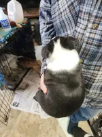 Smidge's black boy, a male Boston Terrier for sale in Peotone, IL – 7 of 8