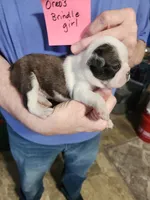 Oreo's brindle girl, a female Boston Terrier for sale in Peotone, IL – 5 of 10