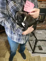 Finny's black girl #2, a female Boston Terrier for sale in Peotone, IL – 5 of 8