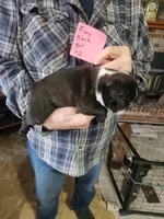 Finny's black girl #2, a female Boston Terrier for sale in Peotone, IL – 6 of 8