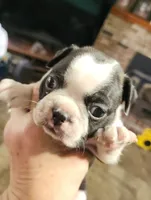 Sprinkles black boy, a male Boston Terrier for sale in Peotone, IL – 1 of 7