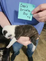 Oreo's brindle boy #4, a male Boston Terrier for sale in Peotone, IL – 2 of 5