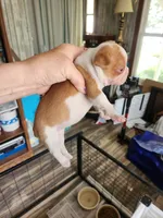 Wanda's fawn girl, a female Boston Terrier for sale in Peotone, IL – 3 of 6