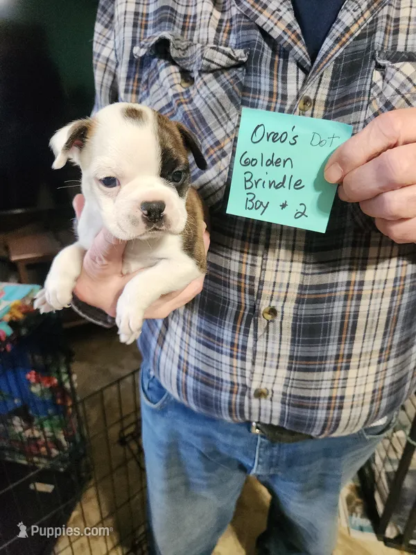 Oreo's golden brindle boy #2 – Boston Terrier puppy for sale in Peotone, IL