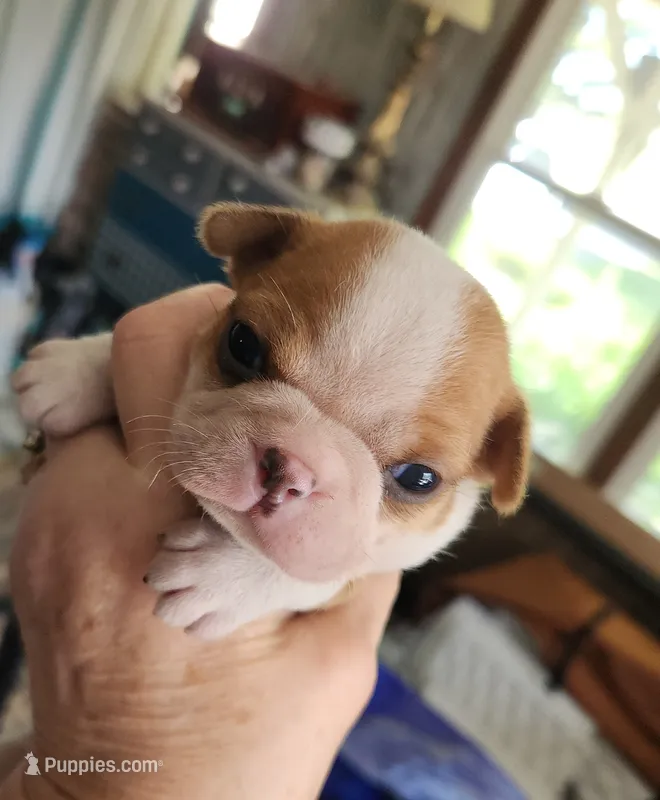 Wanda's splash fawn girl  – Boston Terrier puppy for sale in Peotone, IL