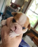 Wanda's splash fawn girl , a female Boston Terrier for sale in Peotone, IL – 1 of 8