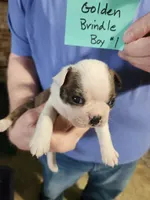 Oreo's golden brindle boy #1, a male Boston Terrier for sale in Peotone, IL – 7 of 8