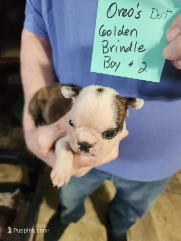 Oreo's golden brindle boy #2 – Boston Terrier puppy for sale in Peotone, IL