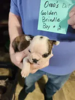 Oreo's golden brindle boy #2, a male Boston Terrier for sale in Peotone, IL – 1 of 10