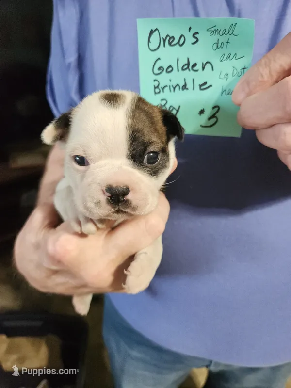 Oreo's golden brindle boy #3 – Boston Terrier puppy for sale in Peotone, IL