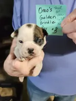Oreo's golden brindle boy #3, a male Boston Terrier for sale in Peotone, IL – 1 of 7