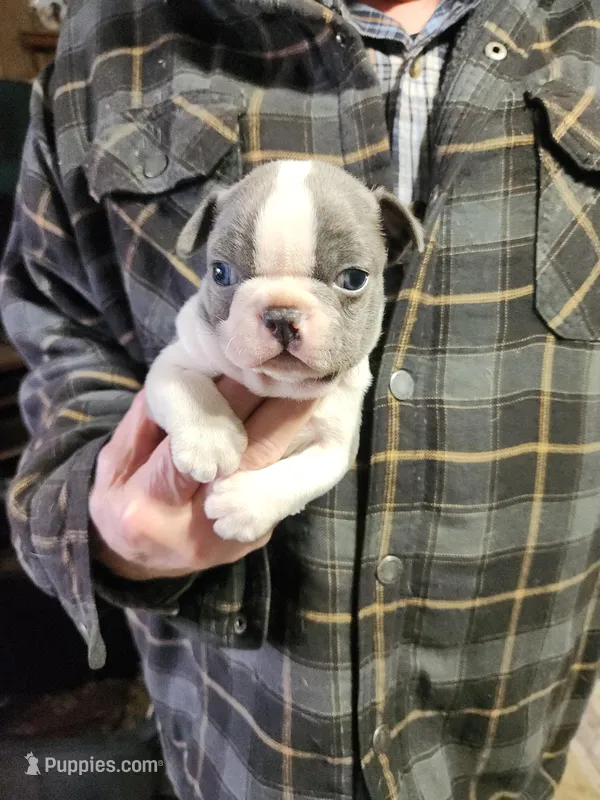 Gracie's Blue Boy , a male Boston Terrier for sale in Peotone, IL – Photo 1 of 1