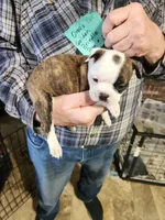 Oreo's golden brindle boy #2, a male Boston Terrier for sale in Peotone, IL – 3 of 7