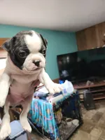 Sprinkles black boy, a male Boston Terrier for sale in Peotone, IL – 2 of 7