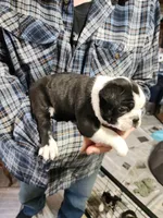 Smidge's black boy, a male Boston Terrier for sale in Peotone, IL – 6 of 8