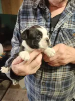 Smidge's black boy, a male Boston Terrier for sale in Peotone, IL – 4 of 8