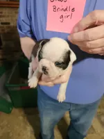Oreo's brindle girl, a female Boston Terrier for sale in Peotone, IL – 9 of 10