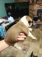 Sprinkles red girl, a female Boston Terrier for sale in Peotone, IL – 2 of 7