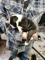 Smidge's black boy, a male Boston Terrier for sale in Peotone, IL – 8 of 8