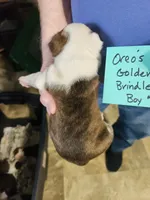 Oreo's golden brindle boy #1, a male Boston Terrier for sale in Peotone, IL – 8 of 8
