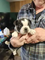 Smidge's black boy, a male Boston Terrier for sale in Peotone, IL – 2 of 8