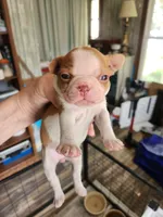 Wanda's fawn girl, a female Boston Terrier for sale in Peotone, IL – 4 of 6