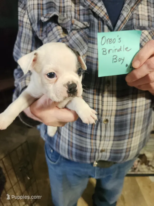Oreo's brindle boy #4 – Boston Terrier puppy for sale in Peotone, IL