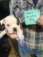 Oreo's golden brindle boy #3, a male Boston Terrier for sale in Peotone, IL – 2 of 6