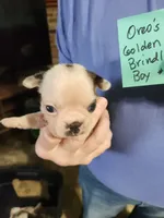 Oreo's golden brindle boy #2, a male Boston Terrier for sale in Peotone, IL – 3 of 10
