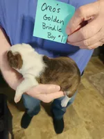 Oreo's golden brindle boy #1, a male Boston Terrier for sale in Peotone, IL – 6 of 8
